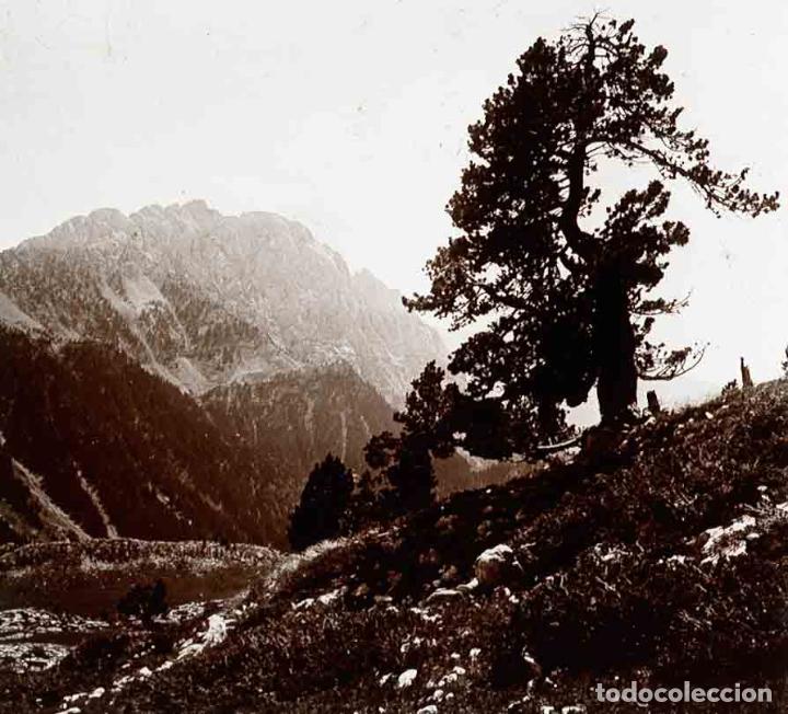 Fotografia antica: PAISAJE. PIrineos. Gran aveto. c. 1925