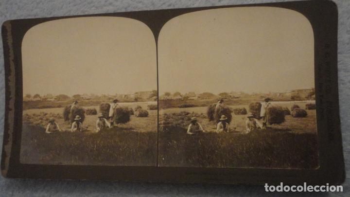 Fotografia antiga: FOTOGRAFIA ESTEREOSCOPICA.FIELDS AROUND ERMITA.PHILIPINES ISLANDS.FILIPINAS.H.C.PUBLISHERS 1903