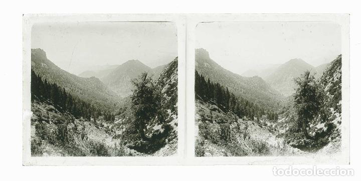 Fotograf&iacute;a antigua: Pirineos. Valles. Bosques. Bonita fotograf&iacute;a. Lugar sin identificar. c. 1920