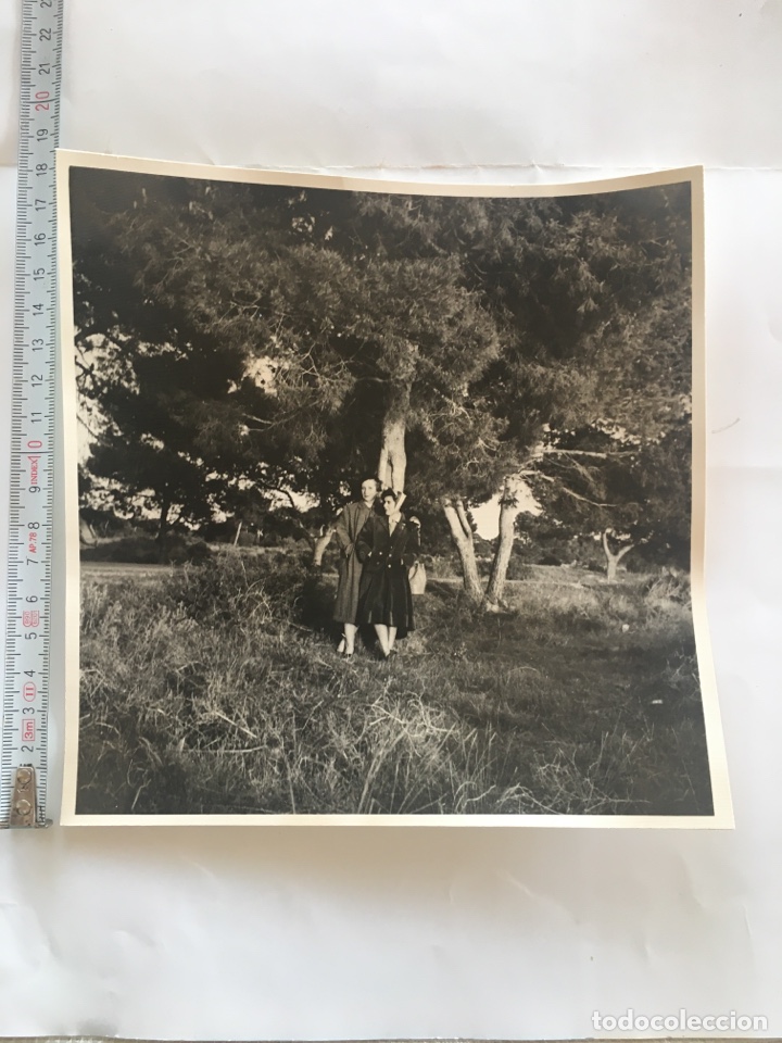 Antique Photography: FOTO. &Aacute;RBOLES, NATURALEZA Y PAISAJES. FOT&Oacute;GRAFO?.