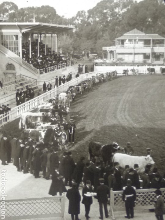 Fotografía antigua: Placa estereoscópica de cristal en positivo. 1910 Feria de ganado a identificar. Bilbao? - Foto 6 - 216399523