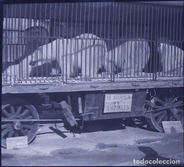 Antique Photography: CIRCO CARRO DE ANIMALES OSO POLAR NEGATIVO 6 X 13 CM.