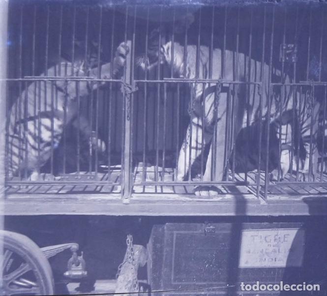 Antique Photography: CIRCO CARRO DE ANIMALES TIGRE NEGATIVO 6 X 13 CM.