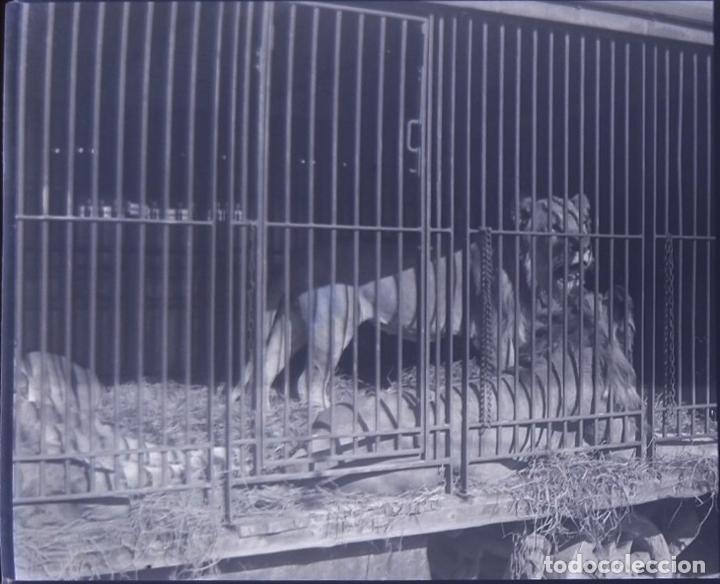 Antique Photography: CIRCO CARRO DE ANIMALES LEONES NEGATIVO 6 X 13 CM.