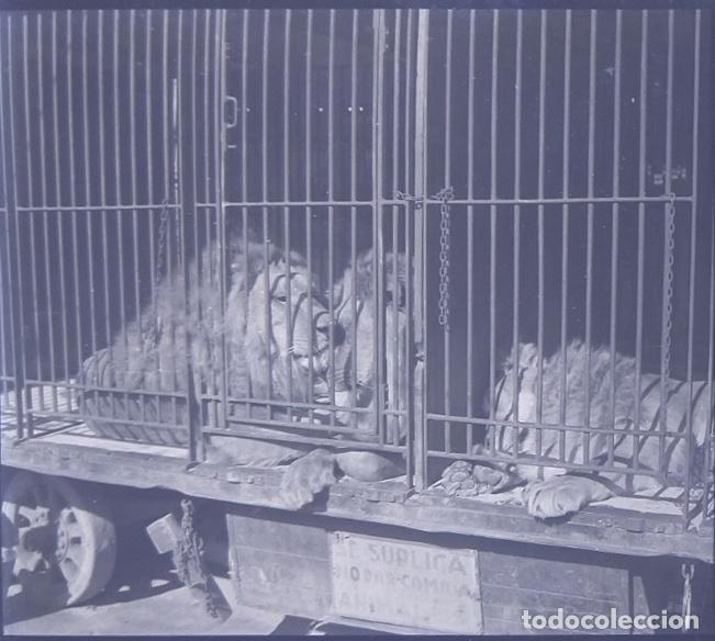 Antique Photography: CIRCO CARRO DE ANIMALES LEONES NEGATIVO 6 X 13 CM.