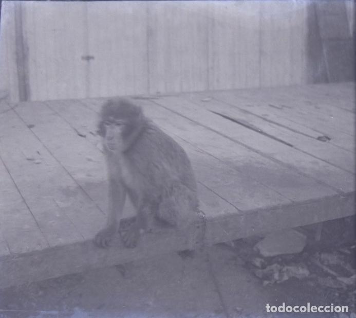 Antique Photography: CIRCO CARRO DE ANIMALES MONO NEGATIVO 6 X 13 CM.