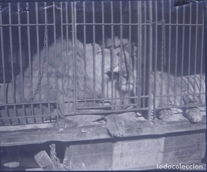 Antique Photography: CIRCO CARRO DE ANIMALES LEONES NEGATIVO 6 X 13 CM.
