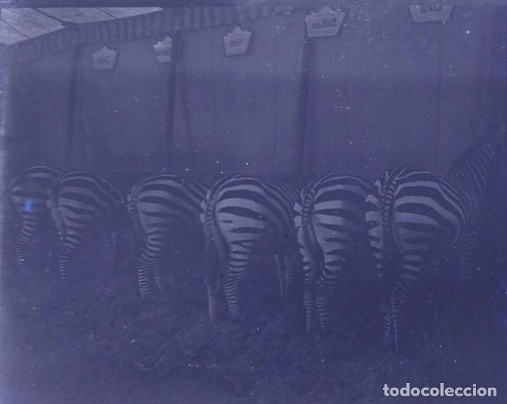 Antique Photography: CIRCO CARRO DE ANIMALES CEBRAS NEGATIVO 6 X 13 CM.