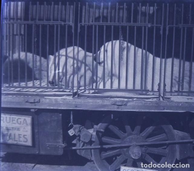 Antique Photography: CIRCO CARRO DE ANIMALES OSOS POLAR NEGATIVO 6 X 13 CM.