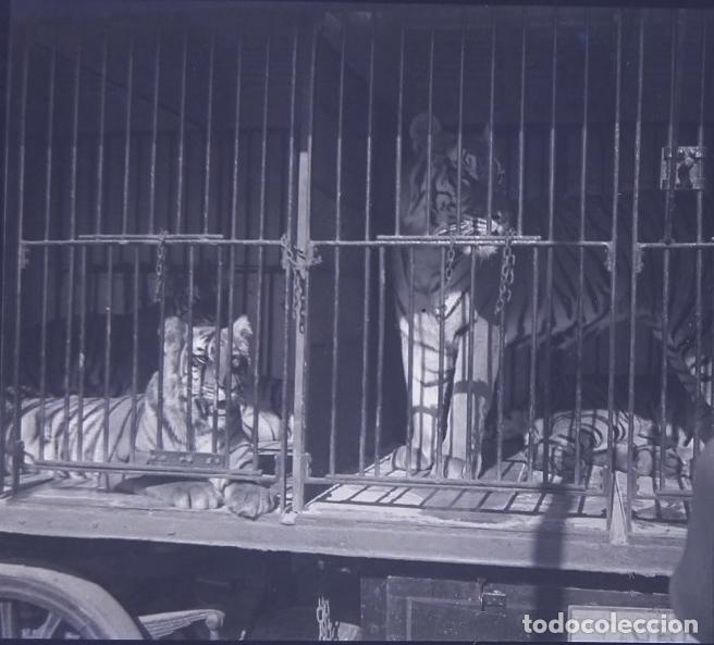 Antique Photography: CIRCO CARRO DE ANIMALES TIGRES NEGATIVO 6 X 13 CM.