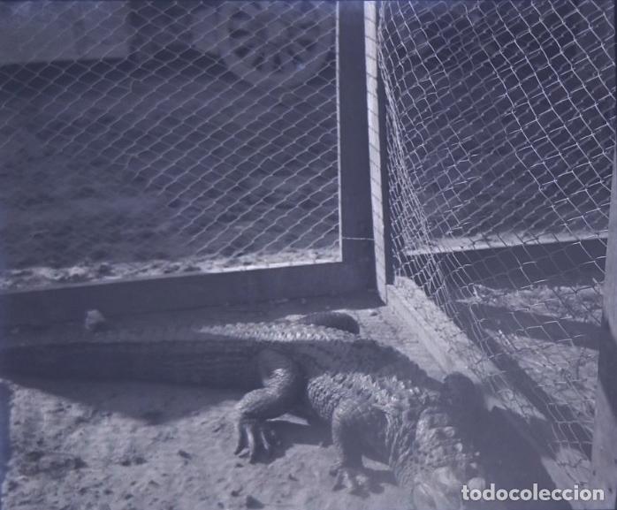 Antique Photography: CIRCO CARRO DE ANIMALES COCODRILO NEGATIVO CELULOIDE 6 X 13 CM.
