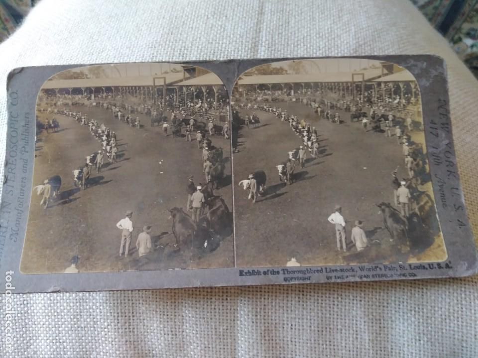 Fotografia antiga: Ganado exposici&oacute;n de San Lu&iacute;s