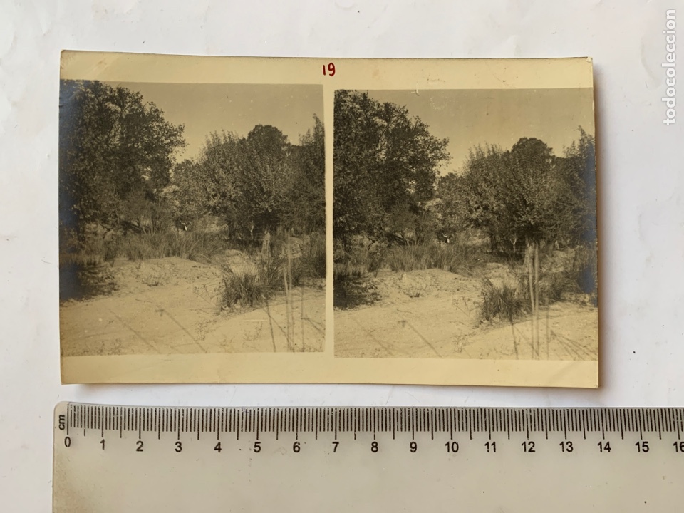 Fotograf&iacute;a antigua: FOTO ESTEREOSCOPICA. ZONA DE BOSQUE. FOT&Oacute;GRAFO?. COMIENZOS S. XX.