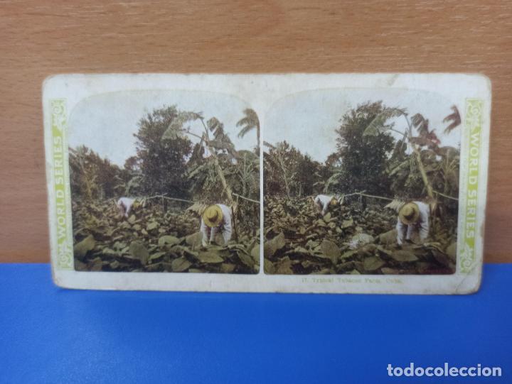 Photographie ancienne: FOTOGRAFIA ESTEREOSCOPICA ANTIGUA - TIPICA PLANTACION DE TABACO - CUBA