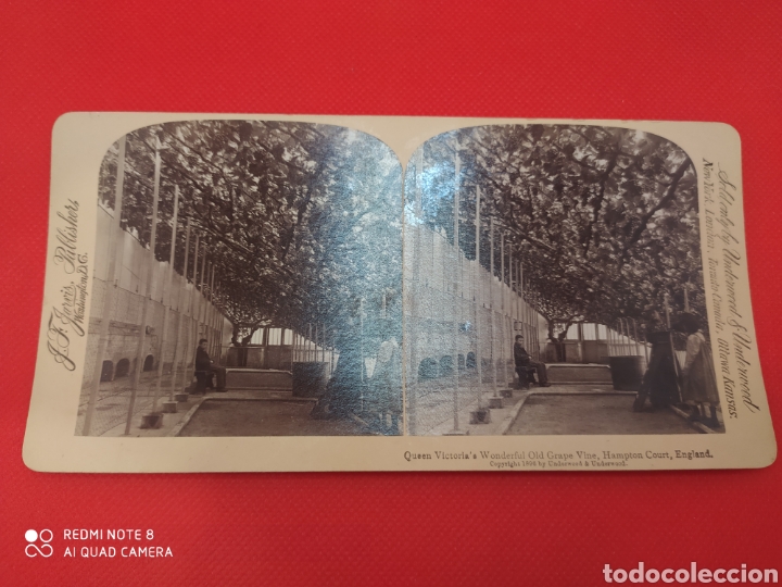 Antique Photography: Fotograf&iacute;a Estereosc&oacute;pica. Vid de uva vieja England.