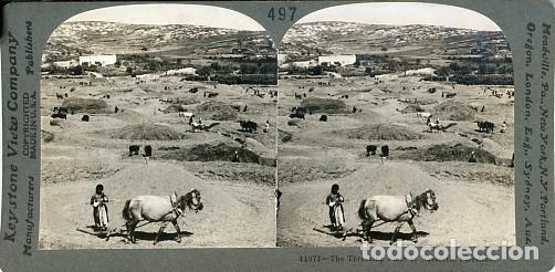 Fotograf&iacute;a antigua: Estereosc&oacute;pica Keystone 497 Trashing Floor of Nazareth, Palestina. Trilla en Nazaret.