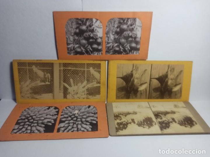 Antique Photography: LOTE 5 FOTOGRAFIAS ESTEREOSCOPICAS - FLORA Y FAUNA - PLANTAS Y ANIMALES