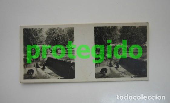 Fotograf&iacute;a antigua: SUIZA. BERNA-FOSA DE LOS OSOS. GALLETAS Y CHOCOLATES SOLSONA-RIUS S.A. FOTOGRAF&Iacute;A ESTEREOSC&Oacute;PICA.