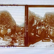 Fotografía antigua: FOTOGRAFIA ESTEREOSCOPICA EN CRISTAL DE CEYLAN, SRI LANKA, RECOGEDORAS DE TEA, TE, ETNICA, AÑO 1905