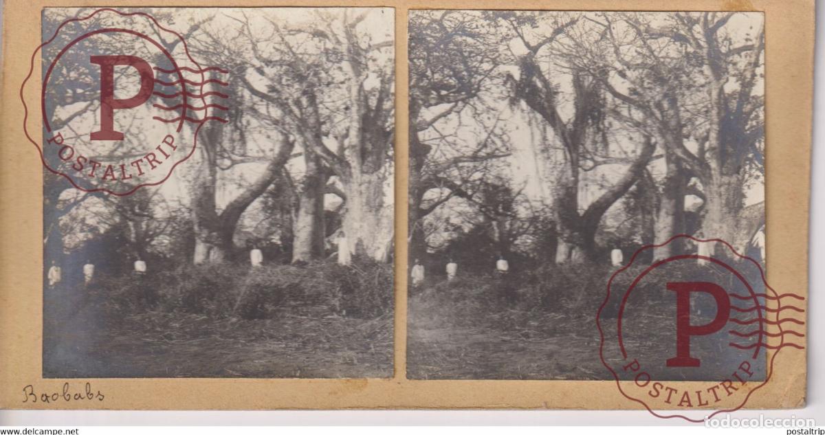 Fotografia antica: AFRIQUE AFRICA ANIME BAOBABS ESTEREOSCOPICA. ST&Eacute;R&Eacute;OSCOPIQUE. STEREOSCOPIC