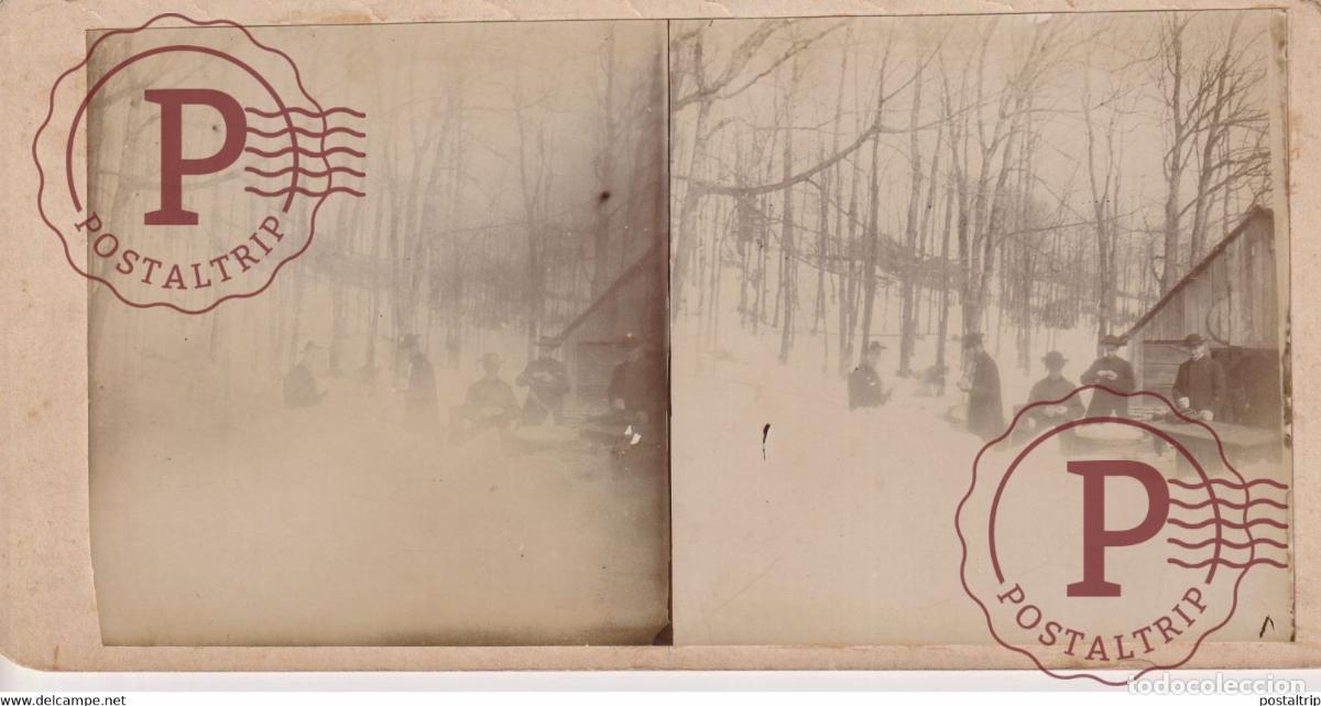 Fotografia antica: R&Eacute;COLTE DE LA SEVE DARBRE ESTEREOSCOPICA. ST&Eacute;R&Eacute;OSCOPIQUE. STEREOSCOPIC
