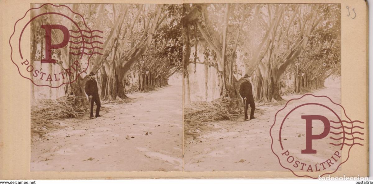 Fotografia antiga: JARDIN DESSAI PRES ALGER ALGERIA AFRICA AFRIQUE ESTEREOSCOPICA ST&Eacute;R&Eacute;OSCOPIQUE. STEREOSCOPIC