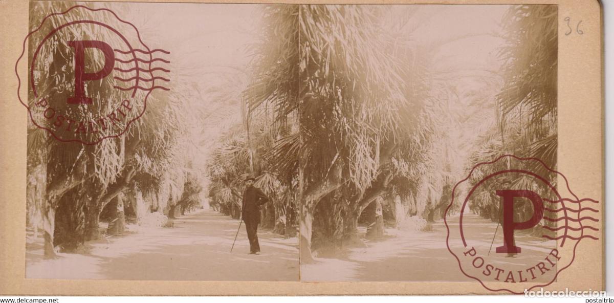 Fotografia antiga: JARDIN DESSAI PRES ALGER ALGERIA AFRICA AFRIQUE ESTEREOSCOPICA ST&Eacute;R&Eacute;OSCOPIQUE. STEREOSCOPIC