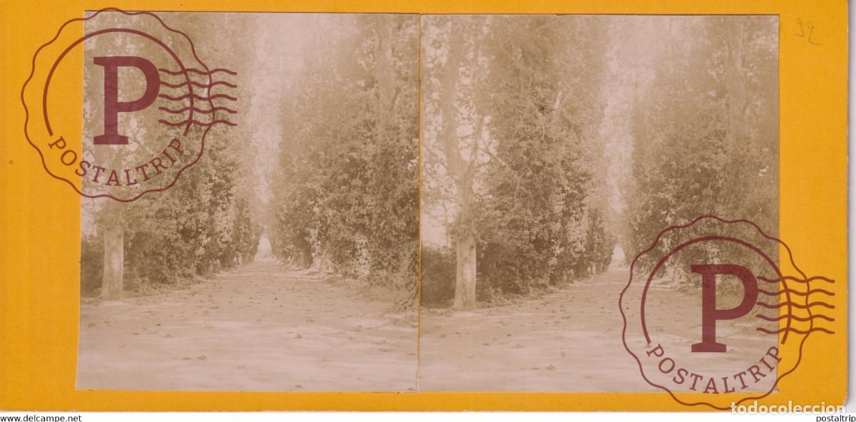 Fotografia antiga: JARDIN DESSAI PRES ALGER ALGERIA AFRICA AFRIQUE ESTEREOSCOPICA ST&Eacute;R&Eacute;OSCOPIQUE. STEREOSCOPIC