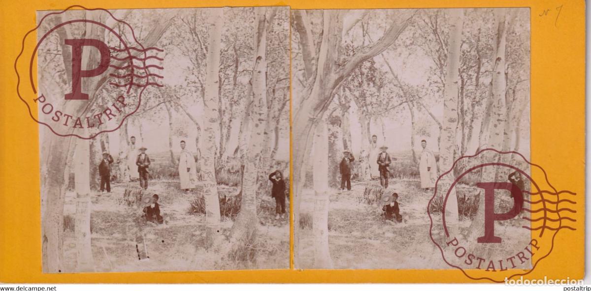 Fotografia antiga: Alg&eacute;rie BOSQUE DU DUPERE ALGERIA AFRICA AFRIQUE ESTEREOSCOPICA ST&Eacute;R&Eacute;OSCOPIQUE. STEREOSCOPIC