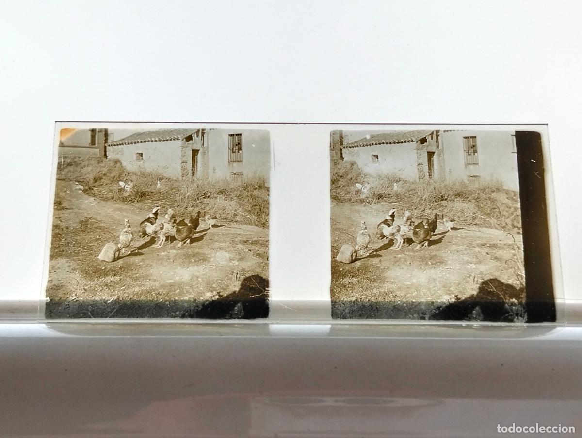 Fotografia antiga: ALBIZU SALVATIERRA ALAVA PLACA ESTEREOSCOPICA CRISTAL 4,5 X 10,5 CM