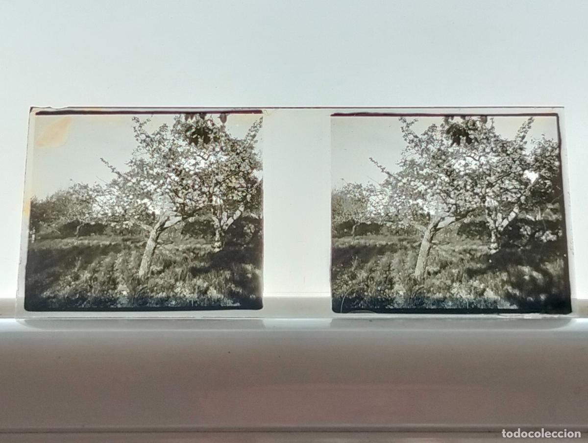 Fotografia antiga: ALBIZU SALVATIERRA ALAVA PLACA ESTEREOSCOPICA CRISTAL 4,5 X 10,5 CM