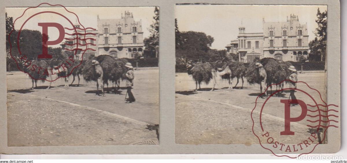Photographie ancienne: LA CARAVANE DE CAMEL LES ANIMAUX THE CAMEL CARAVAN ANIMALS CAMELLOS ESTEREOSCOPICA ST&Eacute;R&Eacute;OSCOPIQUE