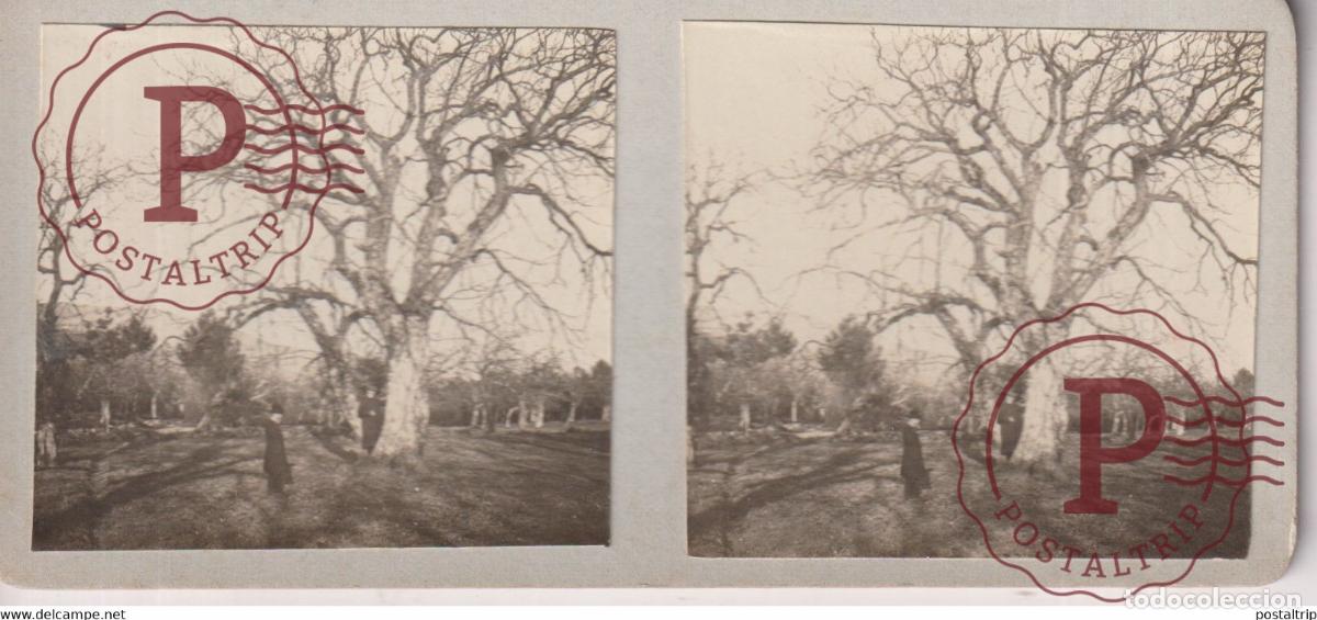 Fotograf&iacute;a antigua: GRAND ARBRE 13*6cm ESTEREOSCOPICA ST&Eacute;R&Eacute;OSCOPIQUE STEREOSCOPIC