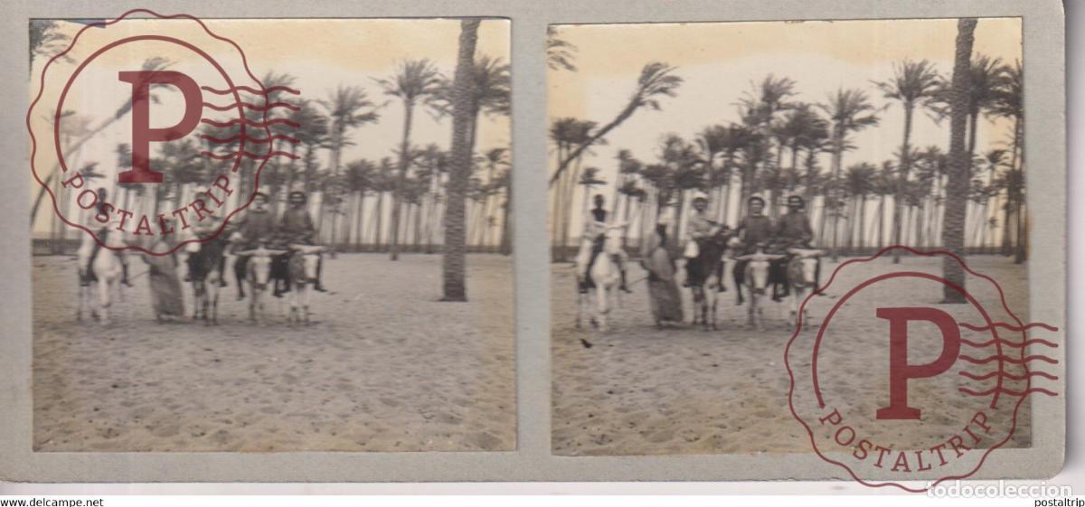 Fotograf&iacute;a antigua: PALMERADE &Agrave; MEMPHIS EGYPT EGYPTE EGIPTO 13*6cm ESTEREOSCOPICA ST&Eacute;R&Eacute;OSCOPIQUE STEREOSCOPIC