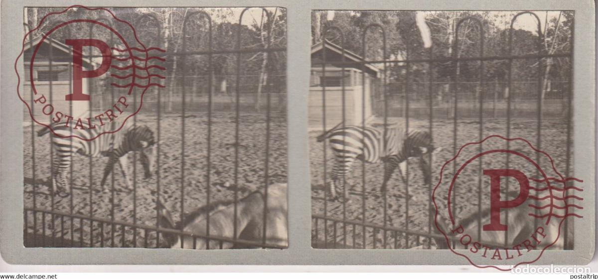 Fotograf&iacute;a antigua: LE ZEBRE LE CAIRE 13*6cm ESTEREOSCOPICA ST&Eacute;R&Eacute;OSCOPIQUE STEREOSCOPIC