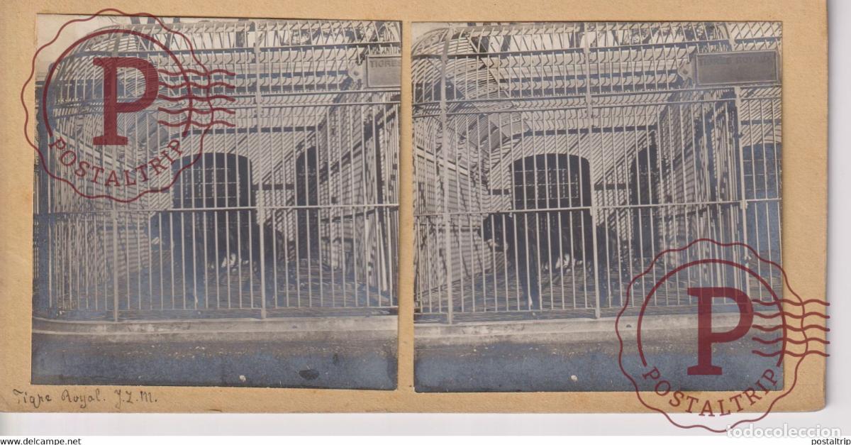 Photographie ancienne: AFRIQUE AFRICA TIGRE ROYAL J Z III 18*9CM ESTEREOSCOPICA STEREOSCOPIC