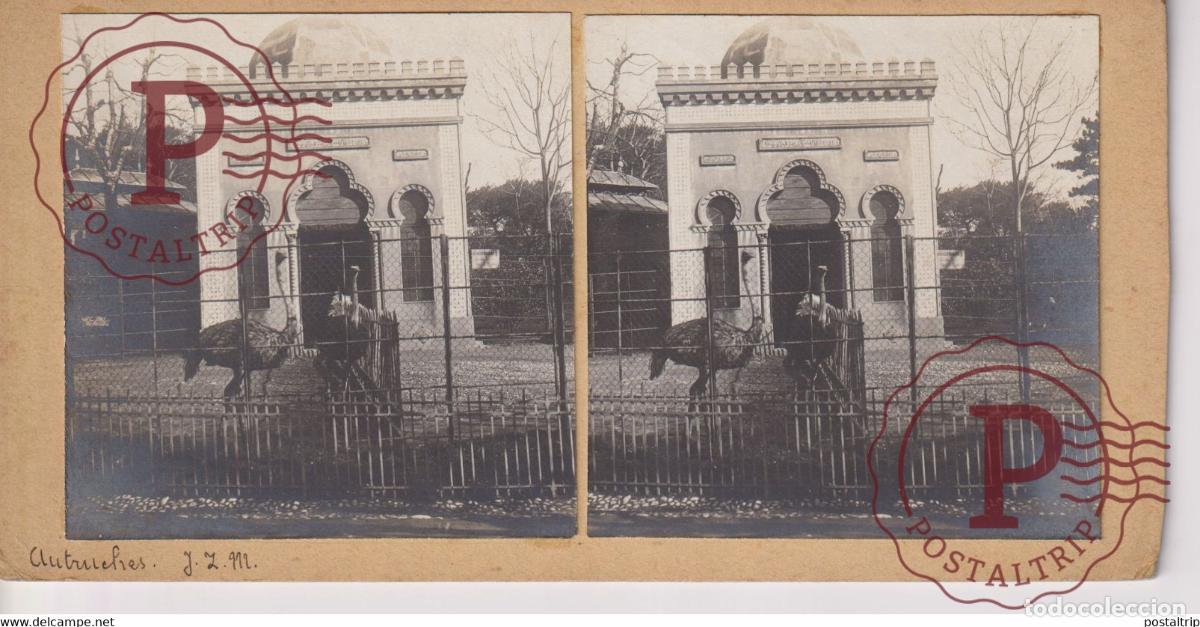 Photographie ancienne: AUTRICHES STRUISVOGEL AFRIQUE AFRICA 18*9CM ESTEREOSCOPICA STEREOSCOPIC