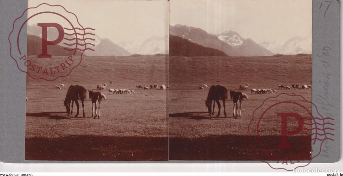 Alte Fotografie: 65 Hautes Pyr&eacute;n&eacute;es CHEVAL CHEVEAUX HORSE MOUTONS CHEEP FRANCE +-17*9CM ESTEREOSCOPICA STEREOSCO