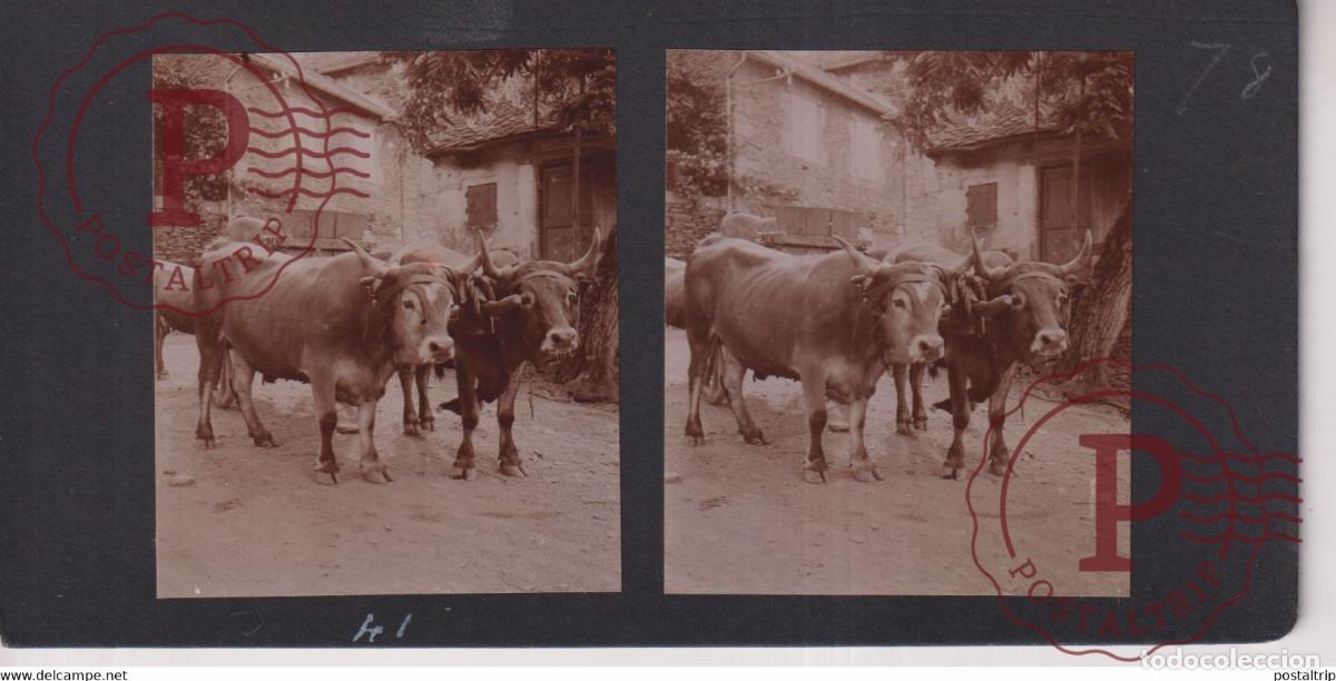 Antique Photography: AUVERGNE 1935 attelage de boeufs Ochsengespann oxen bueyes FRANCE +-17*9CM ESTEREOSCOPICA STEREOSCOP