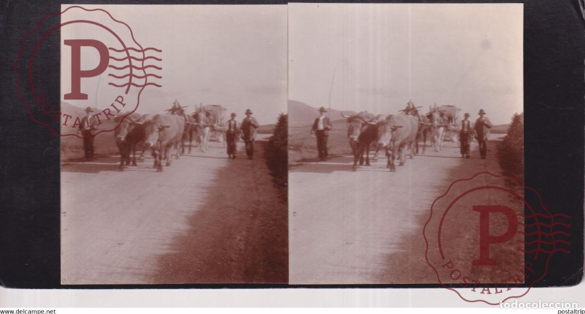 Photographie ancienne: CAUSSE NOIR LANUEJOLS 30 Gard FRANCE B&OElig;UF ATTELAGE CART +-17*9CM ESTEREOSCOPICA STEREOSCOPIC france