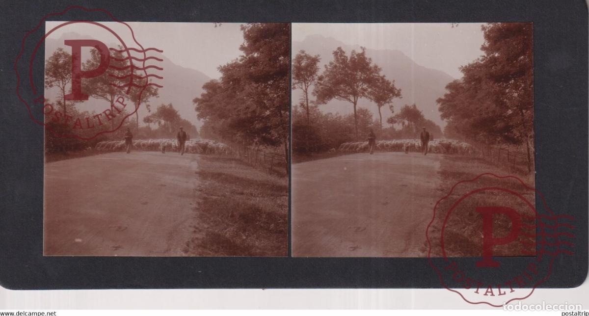 Antique Photography: 73 SAVOIE vall&eacute;e maurienne SHEEP MOUTONS +-17*9CM ESTEREOSCOPICA STEREOSCOPIC francestereo