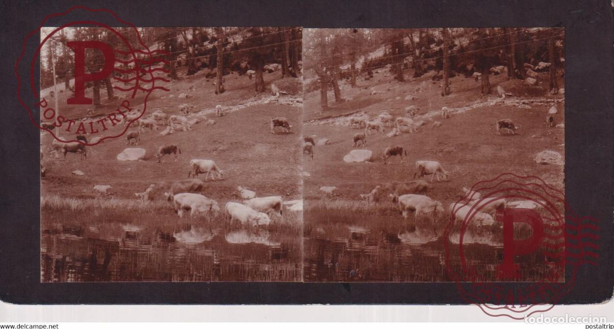 Fotograf&iacute;a antigua: SUISSE Canton des GRISONS ENGADINE CATTLE COWS VACHE SUISSE Suiza +-17*9CM ESTEREOSCOPICA STEREOS