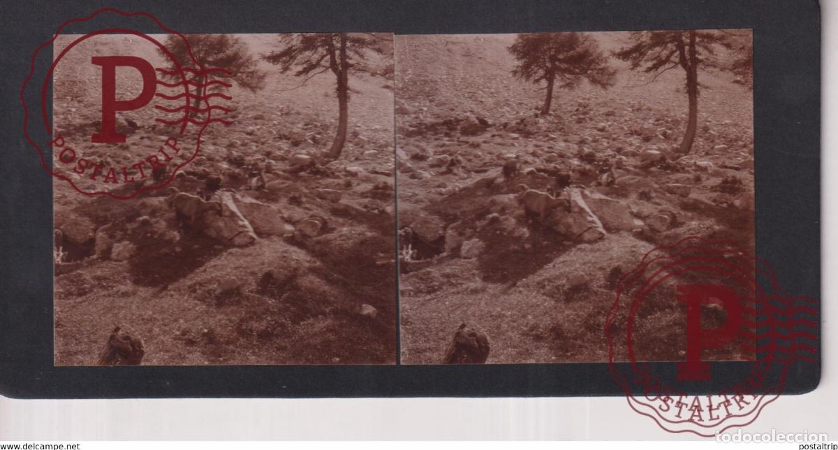 Photographie ancienne: SUISSE ALBULA PASS GOATS CHEVRE +-17*9CM ESTEREOSCOPICA STEREOSCOPIC francestereo