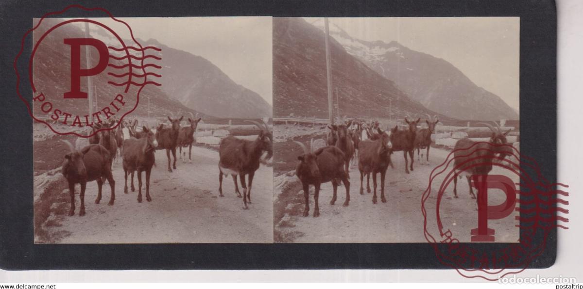 Alte Fotografie: SUISSE ALBULA PASS GOATS CHEVRE +-17*9CM ESTEREOSCOPICA STEREOSCOPIC francestereo