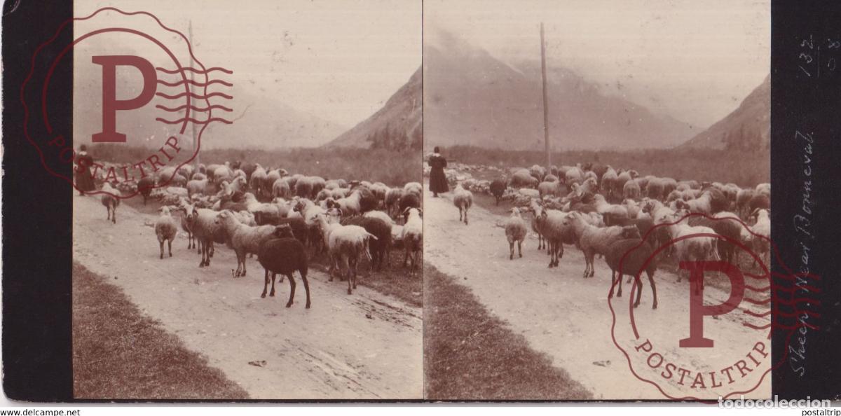 Fotograf&iacute;a antigua: 28] Eure et Loir Bonneval SHEEP MOUTONS 1908 FRANCE +-17*9CM ESTEREOSCOPICA STEREOSCOPIC francester