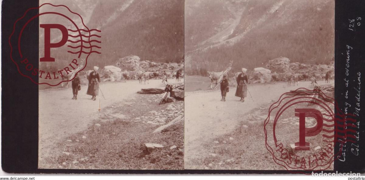 Fotograf&iacute;a antigua: COL DE LA MADELEINE 04 Alpes de Haute Provence BOVINS FRANCE 1908 +-17*9CM ESTEREOSCOPICA STEREOSCO