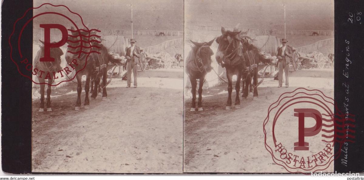 Fotograf&iacute;a antigua: 38 Is&egrave;re ENGINS MULES AND CART ATTELAGE ANE DONKEY FRANCE 1908 +-17*9CM ESTEREOSCOPICA STEREOSCOPI