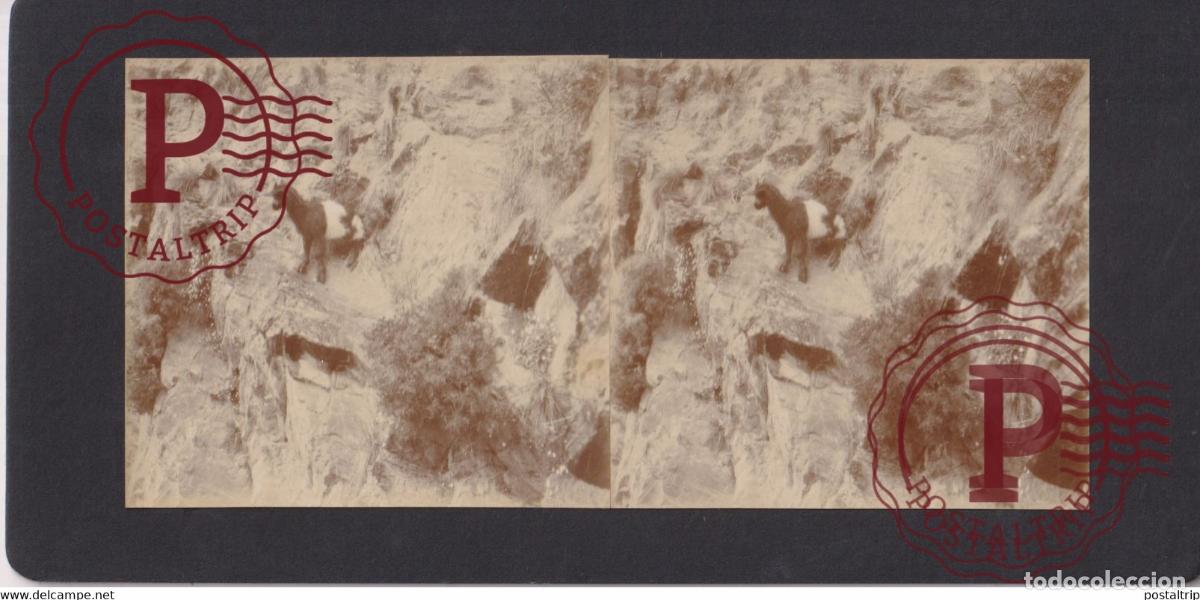 Fotografia antiga: CHEVRE PYRENEES +-17*9CM ESTEREOSCOPICA STEREOSCOPIC francestereo