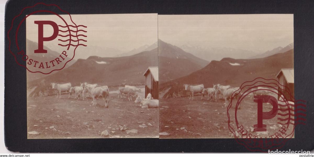 Fotografia antica: COL DASPIN BOVINS CATTLE 65 Hautes Pyr&eacute;n&eacute;es FRANCE +-17*9CM ESTEREOSCOPICA STEREOSCOPIC frances