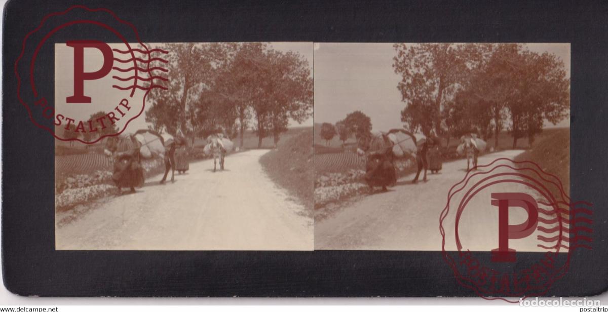 Fotografia antica: 36- BELAIRE INDRE MULE DONKEY ANE FRANCE +-17*9CM ESTEREOSCOPICA STEREOSCOPIC francestereo